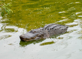 Mujer muere tras ser atacada por un cocodrilo mientras nadaba en un río del centro de Florida