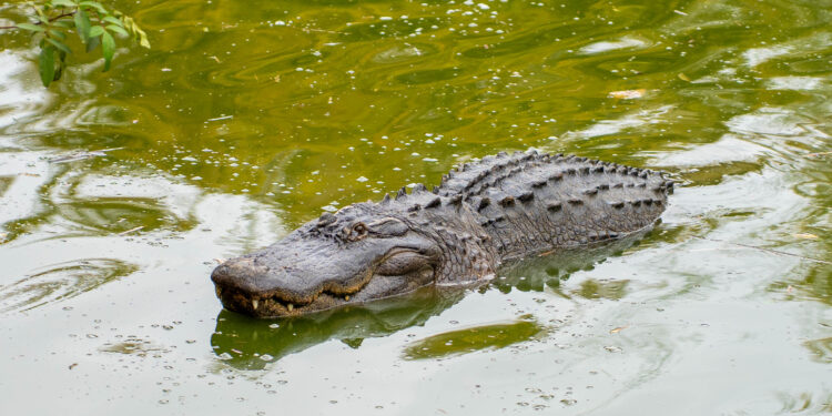 Mujer muere tras ser atacada por un cocodrilo mientras nadaba en un río del centro de Florida