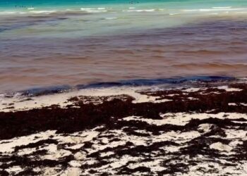 Invasión de sargazo afecta playas de Miami Beach y genera preocupación en el turismo de Florida