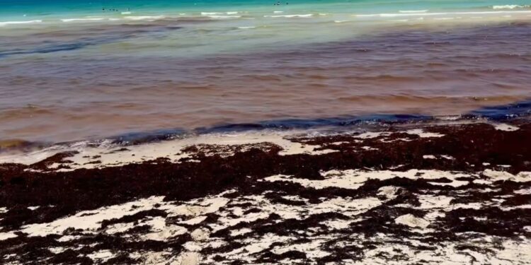 Invasión de sargazo afecta playas de Miami Beach y genera preocupación en el turismo de Florida