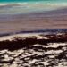 Invasión de sargazo afecta playas de Miami Beach y genera preocupación en el turismo de Florida