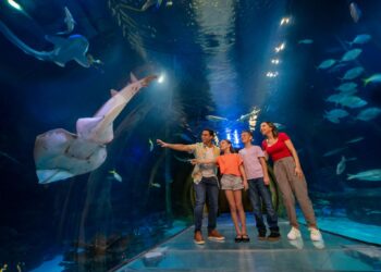 SEA LIFE Orlando invita a descubrir el fascinante mundo de los tiburones durante el “Summer of Sharks”