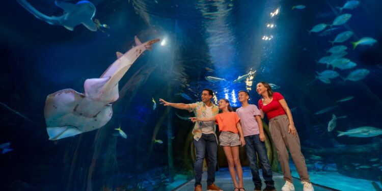 SEA LIFE Orlando invita a descubrir el fascinante mundo de los tiburones durante el “Summer of Sharks”