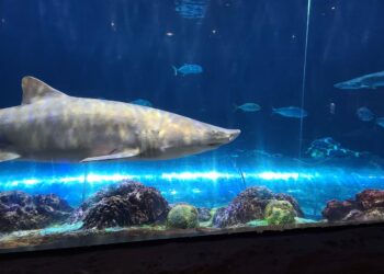 Comienza la Semana de los Tiburones en SeaWorld Orlando: experiencias únicas, conservación y diversión para toda la familia