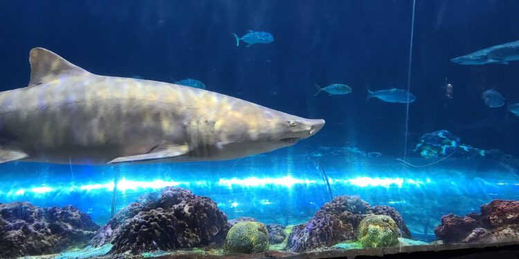 Comienza la Semana de los Tiburones en SeaWorld Orlando: experiencias únicas, conservación y diversión para toda la familia