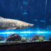 Comienza la Semana de los Tiburones en SeaWorld Orlando: experiencias únicas, conservación y diversión para toda la familia