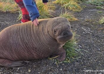 Annautaq, la cría de morsa rescatada en Alaska que comienza una nueva vida en SeaWorld Orlando