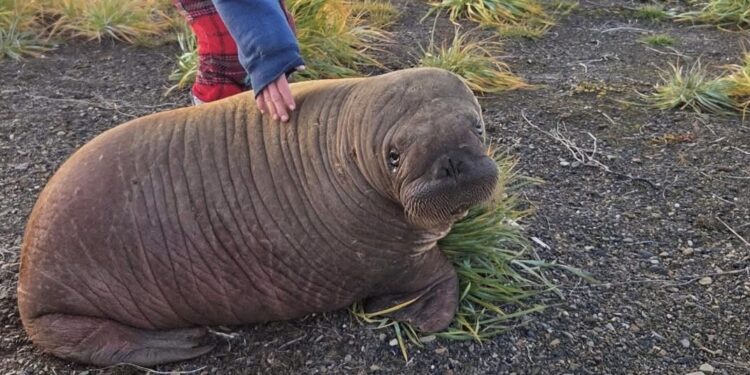 Annautaq, la cría de morsa rescatada en Alaska que comienza una nueva vida en SeaWorld Orlando